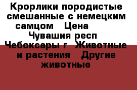 Крорлики породистые смешанные с немецким самцом › Цена ­ 300 - Чувашия респ., Чебоксары г. Животные и растения » Другие животные   . Чувашия респ.,Чебоксары г.